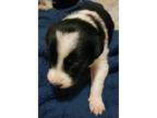 Border Collie Puppy for sale in Sedro Woolley, WA, USA