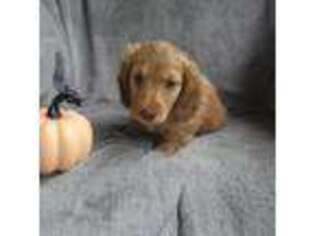Dachshund Puppy for sale in Crosby, TX, USA