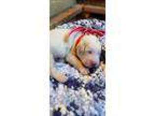 Great Pyrenees Puppy for sale in Huntsville, IL, USA