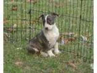 Bull Terrier Puppy for sale in Milton, FL, USA