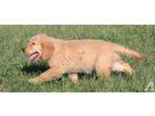 Golden Retriever Puppy for sale in CLAYSVILLE, PA, USA