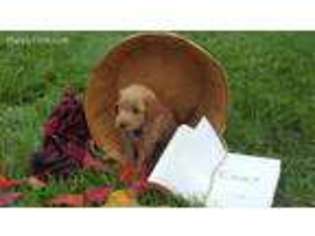 Goldendoodle Puppy for sale in Kimmell, IN, USA