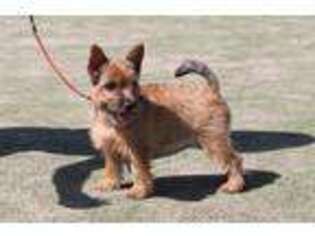 Norwich Terrier Puppy for sale in Rochester, NY, USA
