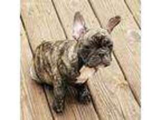 French Bulldog Puppy for sale in Herrin, IL, USA