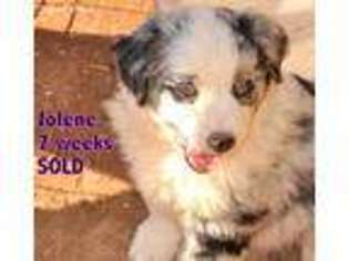Medium Photo #1 Miniature Australian Shepherd Puppy For Sale in Lenoir, NC, USA