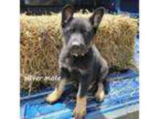 German Shepherd Dog Puppy for sale in Kimbolton, OH, USA