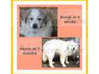 Great Pyrenees Puppy for sale in Philomath, OR, USA