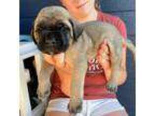 Mastiff Puppy for sale in Sioux Falls, SD, USA