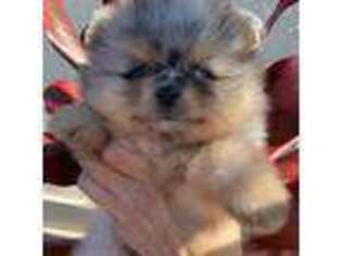 Pomeranian Puppy for sale in Miami, FL, USA