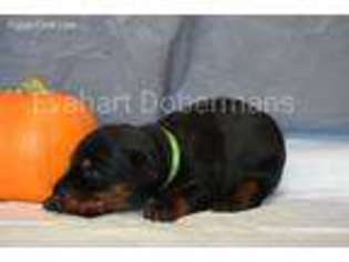 Doberman Pinscher Puppy for sale in Bella Vista, CA, USA