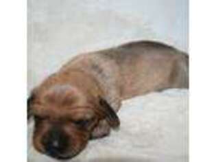 Dachshund Puppy for sale in West Columbia, TX, USA