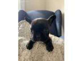 French Bulldog Puppy for sale in Salisbury, MD, USA