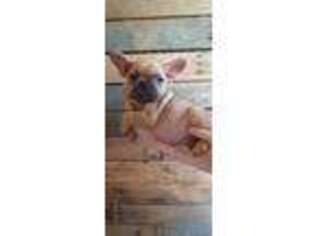 French Bulldog Puppy for sale in Butler, MO, USA