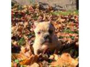 Mutt Puppy for sale in Lansing, MI, USA
