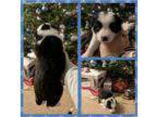 Border Collie Puppy for sale in Port Byron, IL, USA