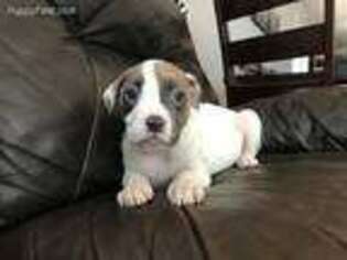 American Bulldog Puppy for sale in Indianola, IA, USA