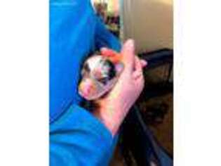 Pembroke Welsh Corgi Puppy for sale in Dolores, CO, USA