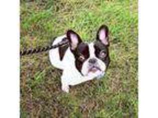 French Bulldog Puppy for sale in Dublin, OH, USA