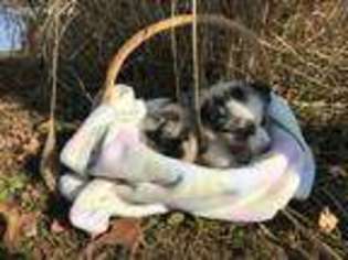 Australian Shepherd Puppy for sale in Coal City, IN, USA