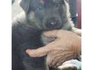 German Shepherd Dog Puppy for sale in Grovertown, IN, USA