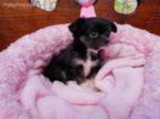 Chihuahua Puppy for sale in Huntsville, TX, USA