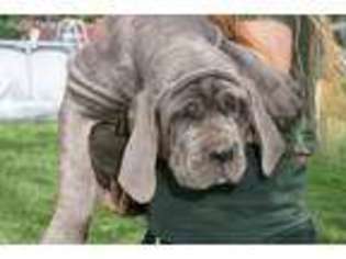 Neapolitan Mastiff Puppy for sale in Mount Airy, NC, USA