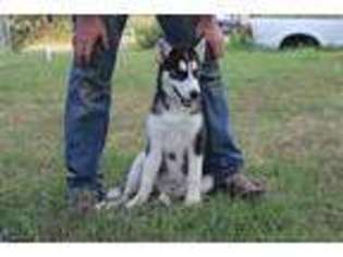 Siberian Husky Puppy for sale in Wanette, OK, USA