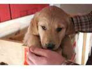 Golden Retriever Puppy for sale in Soda Springs, ID, USA