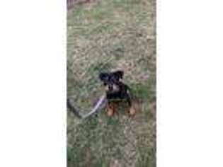 Rottweiler Puppy for sale in Waynesboro, PA, USA
