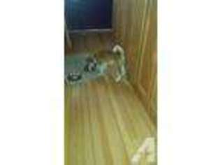Shiba Inu Puppy for sale in EDGERTON, WI, USA