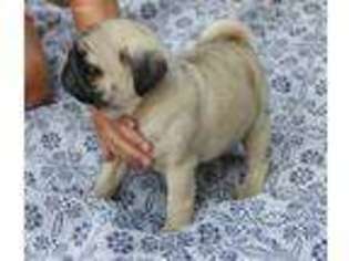 Pug Puppy for sale in Danville, AR, USA