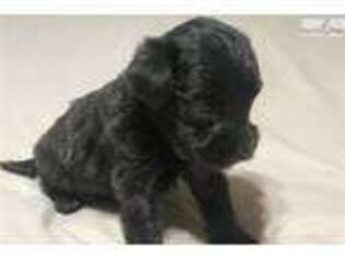 Schnoodle (Standard) Puppy for sale in Panama City, FL, USA