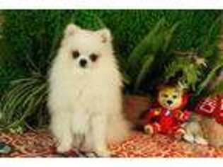 Pomeranian Puppy for sale in Saint Charles, MO, USA