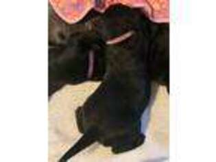 Labrador Retriever Puppy for sale in Tallahassee, FL, USA