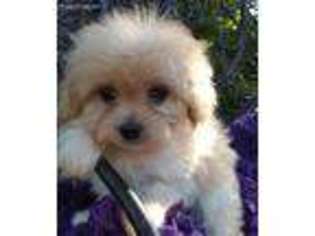 Mi-Ki Puppy for sale in Bethany, MO, USA