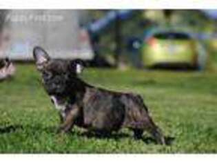 Mutt Puppy for sale in Oakland, OR, USA