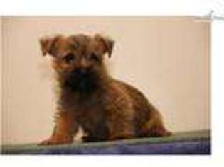 Cairn Terrier Puppy for sale in Lancaster, PA, USA