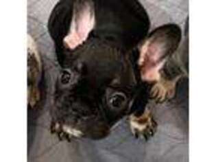French Bulldog Puppy for sale in Elizabeth City, NC, USA