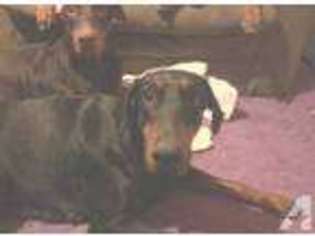 Doberman Pinscher Puppy for sale in PEORIA, AZ, USA