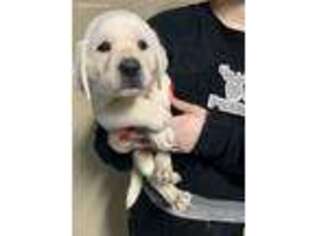 Labrador Retriever Puppy for sale in Brooksville, FL, USA