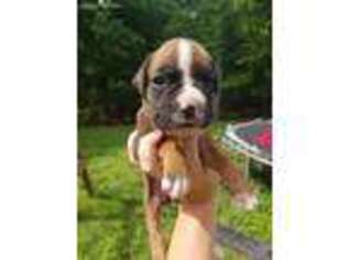 Boxer Puppy for sale in Saint Meinrad, IN, USA