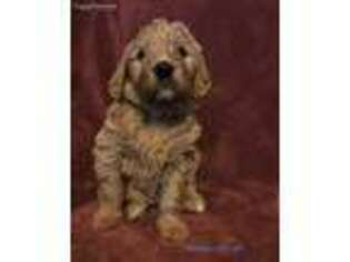Goldendoodle Puppy for sale in Bristol, TN, USA