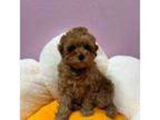 Cavapoo Puppy for sale in Rosemead, CA, USA