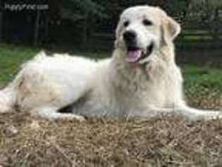Great Pyrenees Puppy for sale in Clarksville, TN, USA