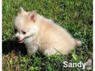 Pomeranian Puppy for sale in BRUIN, KY, USA