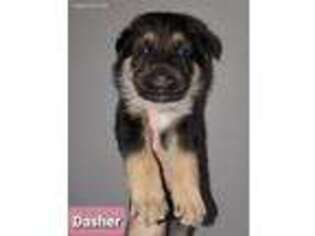 German Shepherd Dog Puppy for sale in Bakersfield, CA, USA