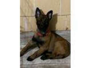 Belgian Malinois Puppy for sale in Baldwin, NY, USA