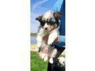 Pembroke Welsh Corgi Puppy for sale in Piqua, OH, USA