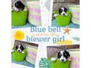 Biewer Terrier Puppy for sale in Billings, MT, USA