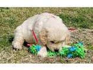 Golden Retriever Puppy for sale in New Iberia, LA, USA
